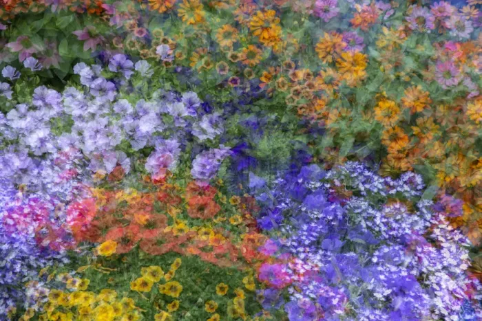 Framed Print : USA, Washington State, Pacific Northwest, Sammamish colorful flowers and blue picket fence multi exposures Framed Print : USA, Washington State, Pacific Northwest, Sammamish colorful flowers and blue picket fence multi exposures