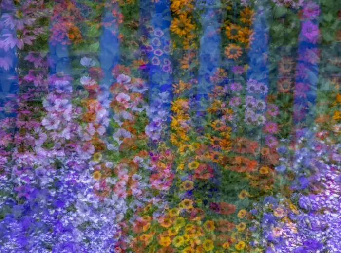 Framed Print : USA, Washington State, Pacific Northwest, Sammamish colorful flowers and blue picket fence multi exposures