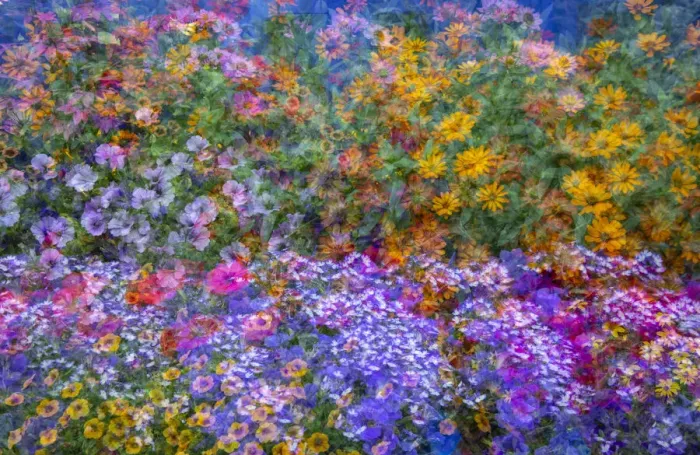 Framed Print : USA, Washington State, Pacific Northwest, Sammamish colorful flowers and blue picket fence multi exposures