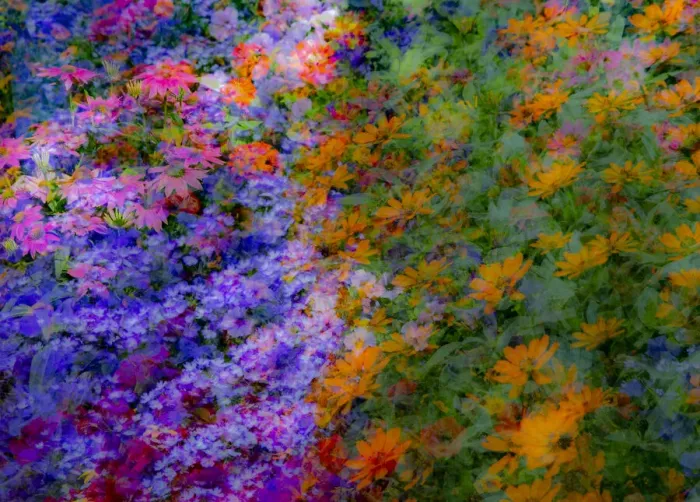 Framed Print : USA, Washington State, Pacific Northwest, Sammamish colorful flowers and blue picket fence multi exposures