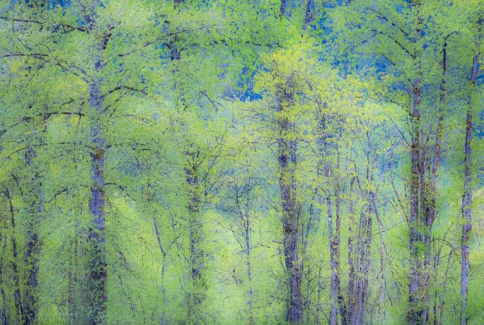 Framed Print : USA, Washington State, Pacific Northwest Preston and just leafing out Cottonwoods Framed Print : USA, Washington State, Pacific Northwest Preston and just leafing out Cottonwoods