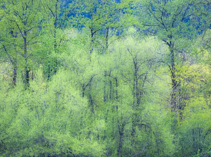 Framed Print : USA, Washington State, Pacific Northwest Preston and just leafing out Cottonwoods Framed Print : USA, Washington State, Pacific Northwest Preston and just leafing out Cottonwoods