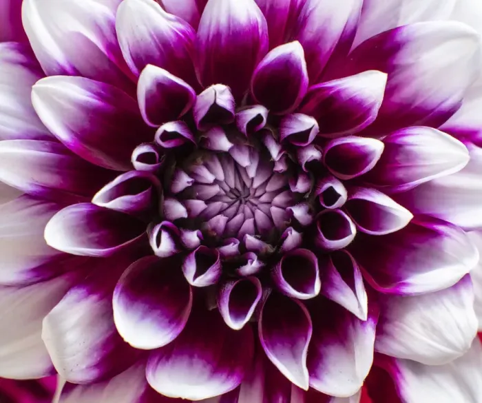 Framed Print : USA, Washington State, Pacific Northwest Sammamish Dahlia flowers in bloom Framed Print : USA, Washington State, Pacific Northwest Sammamish Dahlia flowers in bloom