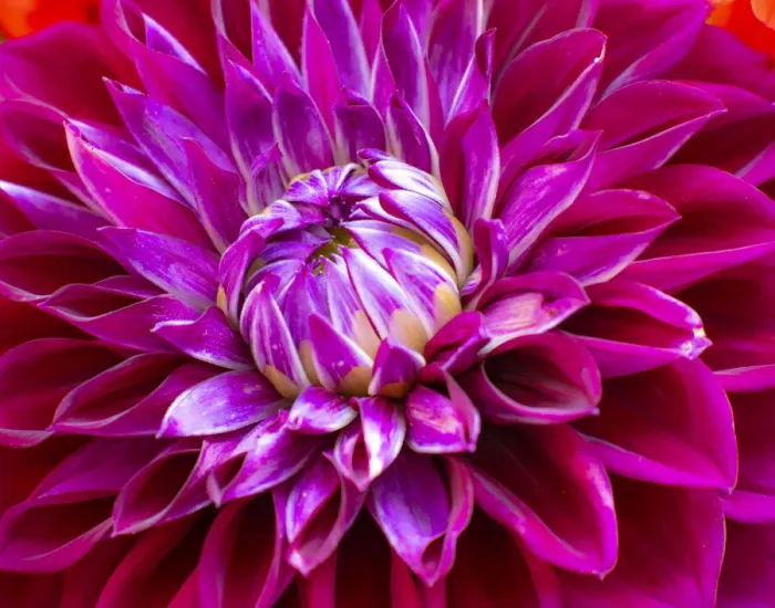 Framed Print : USA, Washington State, Pacific Northwest Sammamish Dahlia flowers in bloom Framed Print : USA, Washington State, Pacific Northwest Sammamish Dahlia flowers in bloom
