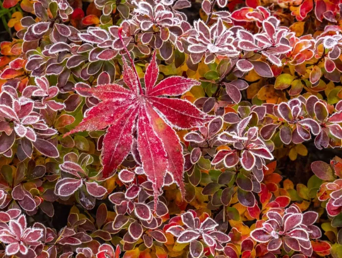 Framed Print : USA, Washington State, Pacific Northwest Sammamish frost rimmed Barberry
