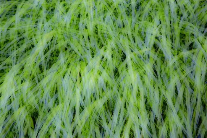 Framed Print : USA, Washington State, Pacific Northwest Sammamish with green grasses Framed Print : USA, Washington State, Pacific Northwest Sammamish with green grasses