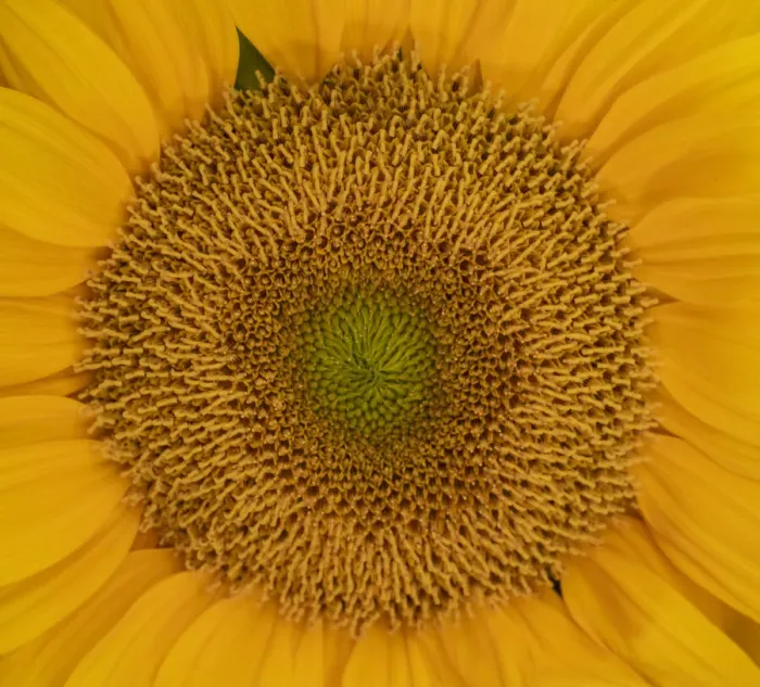 Framed Print : USA, Washington State, Pacific Northwest Sammamish Orange  /  yellow sunflower close up