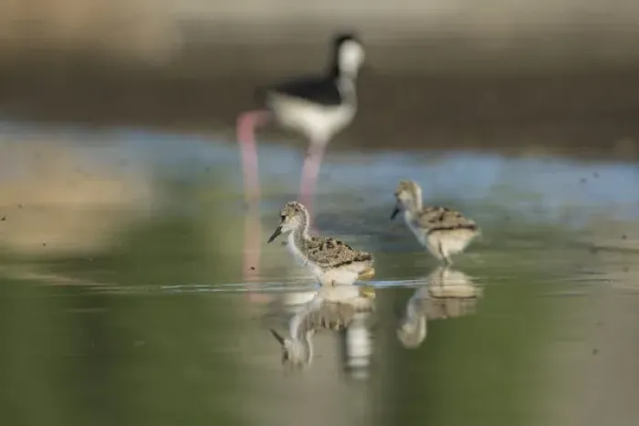 Framed Print : USA. Washington State. A pair of Black-necked Stilt (Himantopus mexicanus) chicks