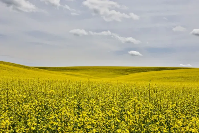 Framed Print : USA, Washington State, Palouse. Canola field in Pullman Framed Print : USA, Washington State, Palouse. Canola field in Pullman