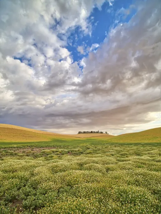 Framed Print : USA, Washington State, Palouse. Flowers Blooming at harvest time with large clouds Framed Print : USA, Washington State, Palouse. Flowers Blooming at harvest time with large clouds