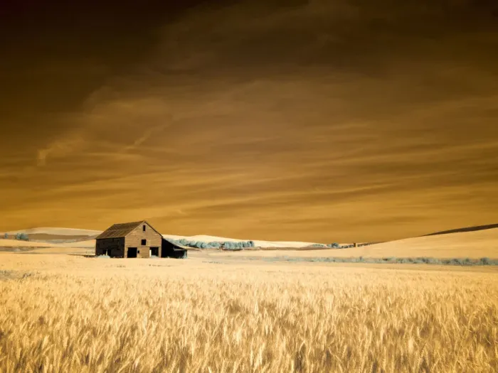 Framed Print : USA, Washington State, Palouse. Old barn in the middle of harvest wheat field