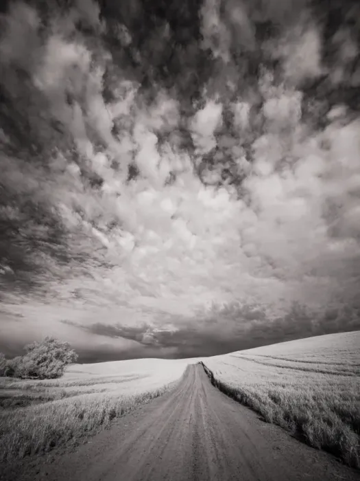Framed Print : USA, Washington State, Palouse. Backcountry road through wheat field and clouds