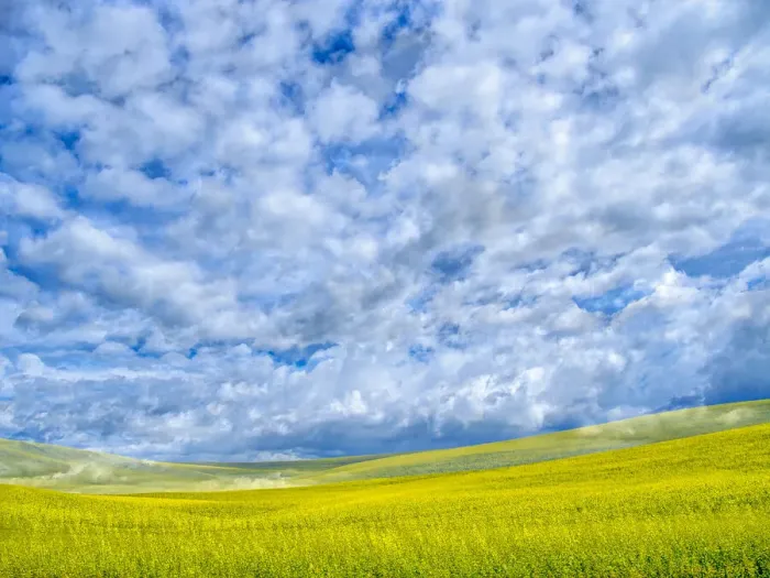 Framed Print : USA, Washington State, Palouse, Spring canola field with beautiful clouds Framed Print : USA, Washington State, Palouse, Spring canola field with beautiful clouds