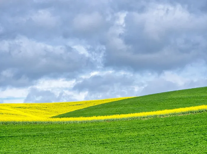 Framed Print : USA, Washington State, Palouse, Rolling hills of canola and wheat Framed Print : USA, Washington State, Palouse, Rolling hills of canola and wheat