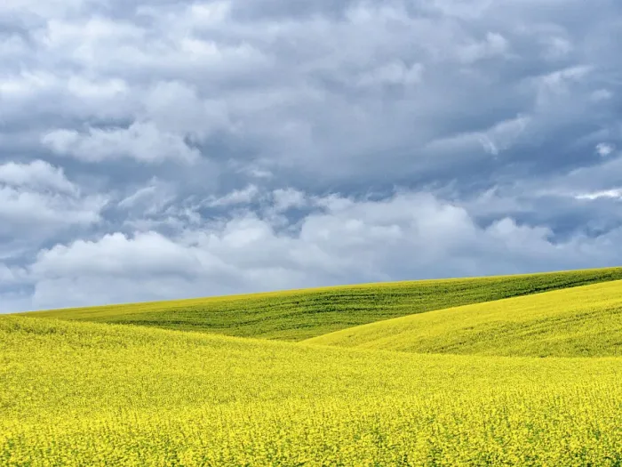 Framed Print : USA, Washington State, Palouse, Rolling hills of canola and wheat Framed Print : USA, Washington State, Palouse, Rolling hills of canola and wheat