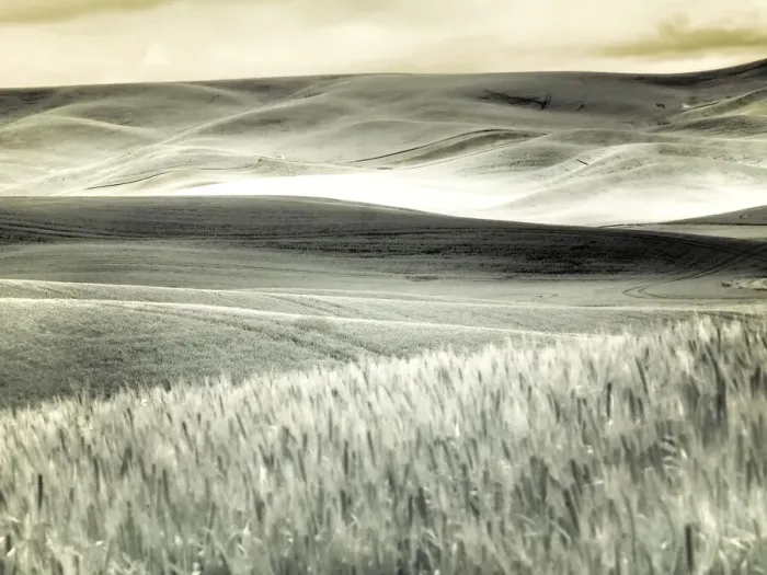 Framed Print : USA, Washington State, Palouse. Crops growing on the rolling hills of the Palouse Framed Print : USA, Washington State, Palouse. Crops growing on the rolling hills of the Palouse