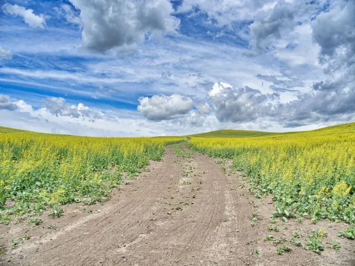 Framed Print : USA, Washington State, Palouse, Country Backroad through Spring canola fields Framed Print : USA, Washington State, Palouse, Country Backroad through Spring canola fields