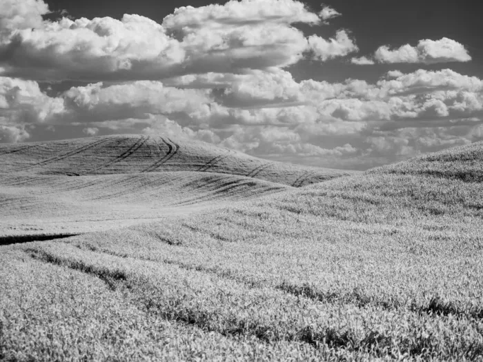Framed Print : USA, Washington State, Palouse. Crops growing on the rolling hills of the Palouse Framed Print : USA, Washington State, Palouse. Crops growing on the rolling hills of the Palouse