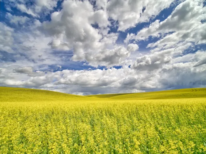 Framed Print : USA, Washington State, Palouse, Spring canola field with beautiful clouds Framed Print : USA, Washington State, Palouse, Spring canola field with beautiful clouds