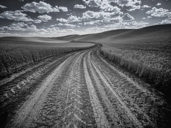 Framed Print : USA, Washington State, Palouse. Country backroad through spring crops Framed Print : USA, Washington State, Palouse. Country backroad through spring crops
