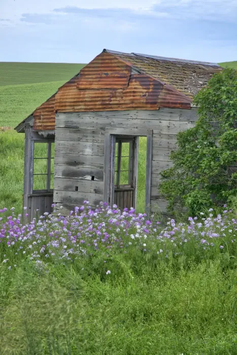 Framed Print : USA, Washington State, Palouse. Old abandoned house surrounded by wildflowers Framed Print : USA, Washington State, Palouse. Old abandoned house surrounded by wildflowers