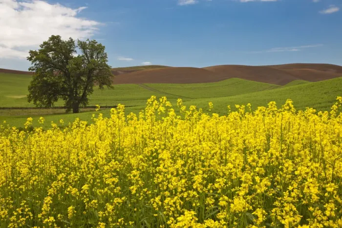 Framed Print : USA, Washington State, Palouse. Lone tree in a field of wheat with canola in the foreground Framed Print : USA, Washington State, Palouse. Lone tree in a field of wheat with canola in the foreground