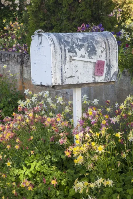 Framed Print : USA, Washington State, Palouse. Old mailbox surrounded by columbine wildflowers