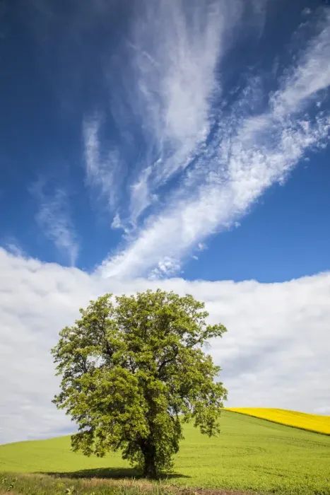 Framed Print : USA, Washington State, Palouse. Lone tree in a field of wheat with canola in the background Framed Print : USA, Washington State, Palouse. Lone tree in a field of wheat with canola in the background