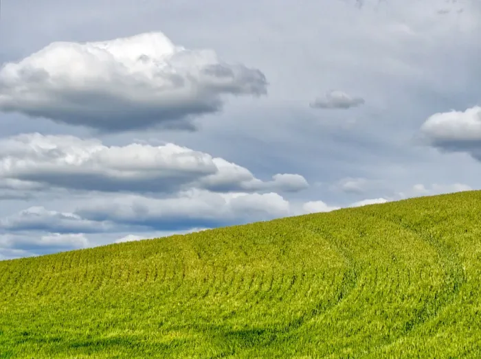 Framed Print : USA, Washington State, Palouse. Field of spring wheat with seed lines