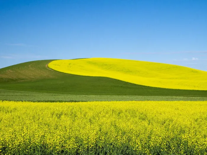 Framed Print : USA, Washington State, Palouse. Field of canola and wheat in full bloom Framed Print : USA, Washington State, Palouse. Field of canola and wheat in full bloom