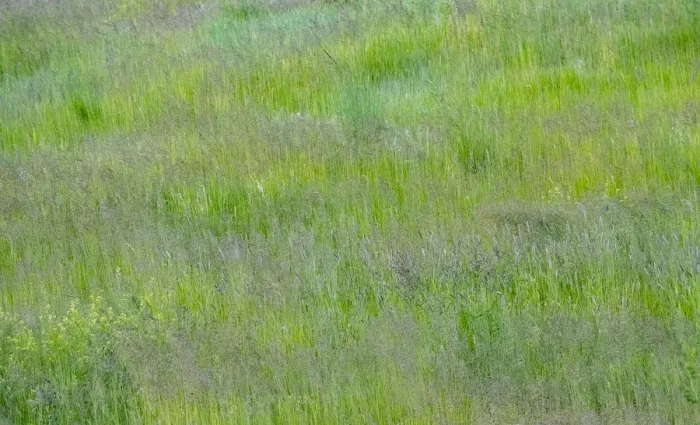 Framed Print : USA, Washington State, Palouse, Eastern Washington. Green grass field Framed Print : USA, Washington State, Palouse, Eastern Washington. Green grass field