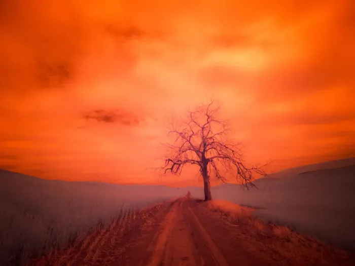 Framed Print : USA, Washington State, Palouse. Infrared of lone tree along side country road Framed Print : USA, Washington State, Palouse. Infrared of lone tree along side country road