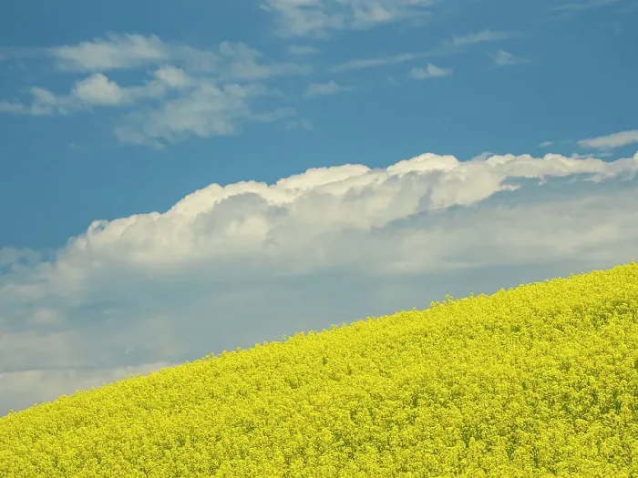 Framed Print : Usa, Washington State, Palouse. Canola fields under blue sky with puffy clouds Framed Print : Usa, Washington State, Palouse. Canola fields under blue sky with puffy clouds