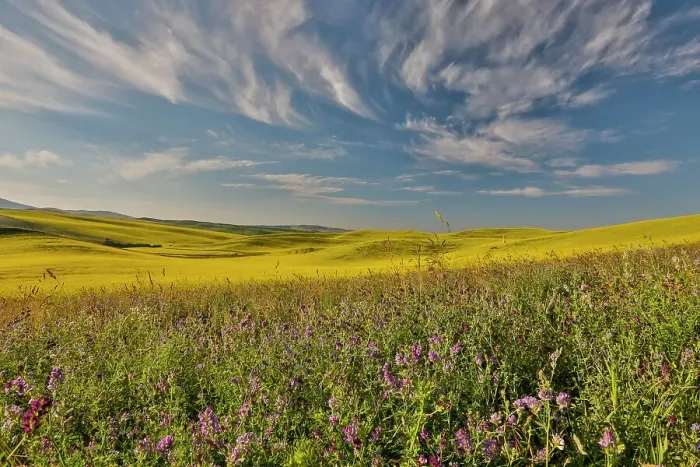 Framed Print : USA, Washington State, Palouse. Springtime landscape with foreground of vetch and Canola fields beyond Framed Print : USA, Washington State, Palouse. Springtime landscape with foreground of vetch and Canola fields beyond