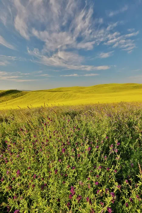 Framed Print : USA, Washington State, Palouse. Springtime landscape with foreground of vetch and Canola fields beyond Framed Print : USA, Washington State, Palouse. Springtime landscape with foreground of vetch and Canola fields beyond
