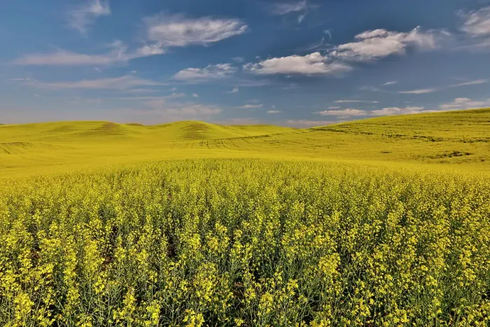 Framed Print : USA, Washington State, Palouse. Springtime landscape and Canola fields Framed Print : USA, Washington State, Palouse. Springtime landscape and Canola fields