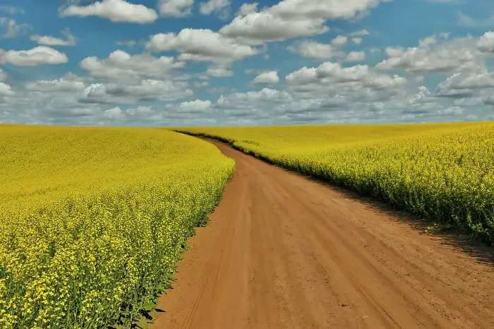 Framed Print : USA, Washington State, Palouse. Springtime landscape dirt roadway and Canola fields Framed Print : USA, Washington State, Palouse. Springtime landscape dirt roadway and Canola fields