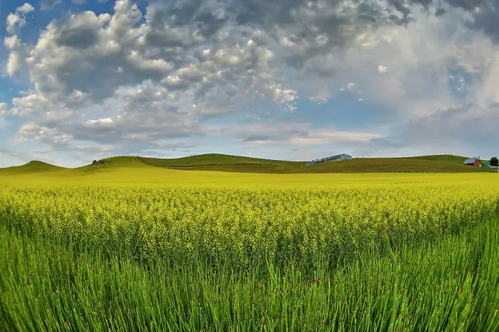 Framed Print : USA, Washington State, Palouse. Springtime landscape and Canola fields Framed Print : USA, Washington State, Palouse. Springtime landscape and Canola fields