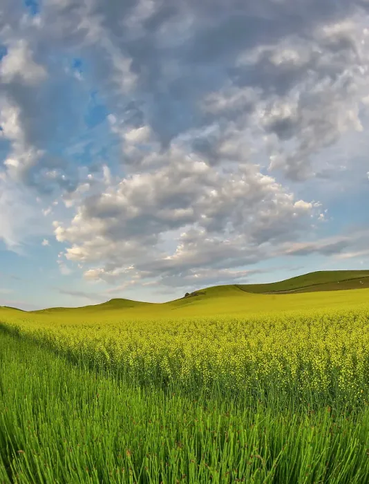 Framed Print : USA, Washington State, Palouse. Springtime landscape and Canola fields Framed Print : USA, Washington State, Palouse. Springtime landscape and Canola fields