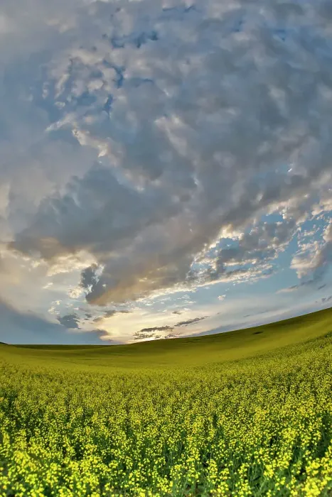 Framed Print : USA, Washington State, Palouse. Springtime landscape and Canola fields