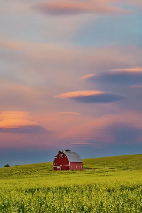 Framed Print : USA, Washington State, Palouse. Springtime with Red Barn surrounded by yellow Canola fields and dramatic skies Framed Print : USA, Washington State, Palouse. Springtime with Red Barn surrounded by yellow Canola fields and dramatic skies