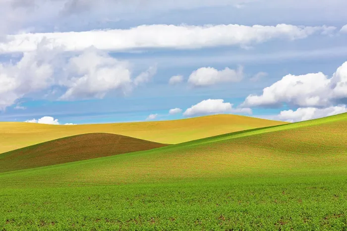 Framed Print : USA, Washington State, Palouse. Pullman Rolling fields of wheat Framed Print : USA, Washington State, Palouse. Pullman Rolling fields of wheat