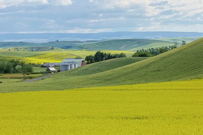 Framed Print : USA, Washington State, Palouse. Canola field surrounding farm and silos. (Editorial Use Only)
