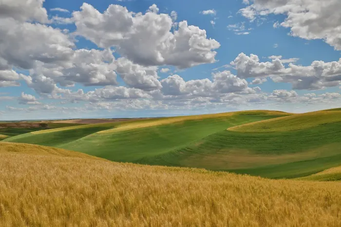 Framed Print : USA, Washington State, Palouse. Rolling hills with winter and spring wheat Framed Print : USA, Washington State, Palouse. Rolling hills with winter and spring wheat