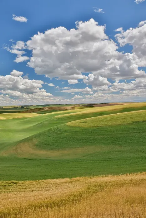 Framed Print : USA, Washington State, Palouse. Rolling hills with winter and spring wheat Framed Print : USA, Washington State, Palouse. Rolling hills with winter and spring wheat