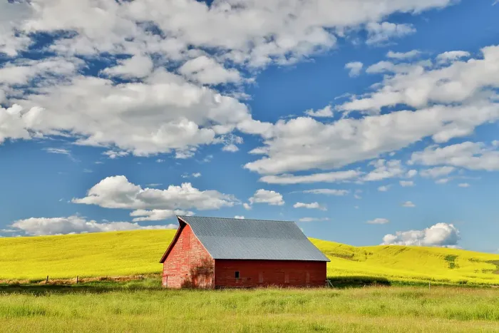 Framed Print : USA, Washington State, Palouse. Canola field and red barn Framed Print : USA, Washington State, Palouse. Canola field and red barn
