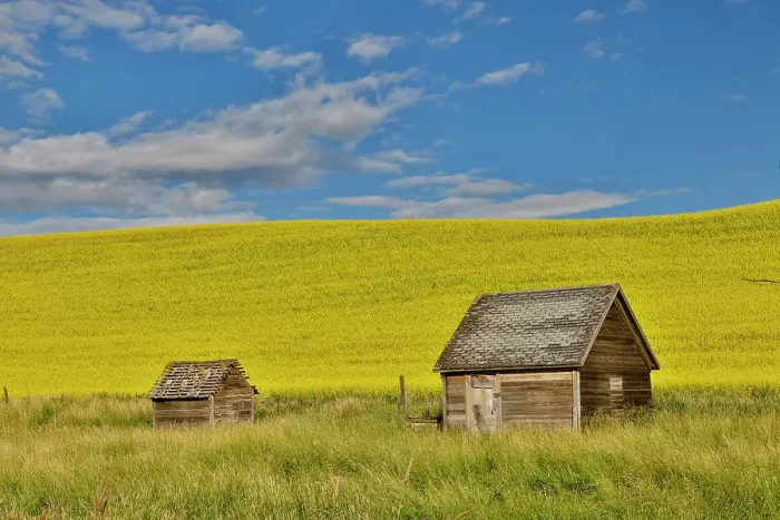 Framed Print : USA, Washington State, Palouse. Canola field and wooden shed Framed Print : USA, Washington State, Palouse. Canola field and wooden shed