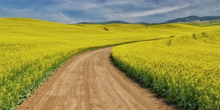 Framed Print : USA, Washington State, Palouse. Dirt road cutting through canola field