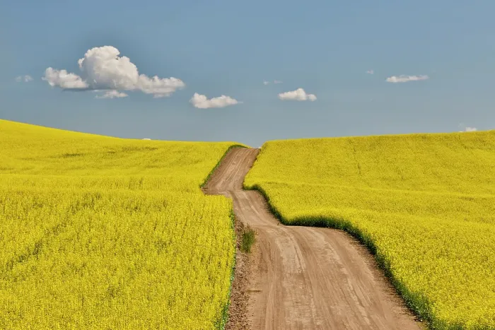 Framed Print : USA, Washington State, Palouse. Dirt road cutting through canola field Framed Print : USA, Washington State, Palouse. Dirt road cutting through canola field