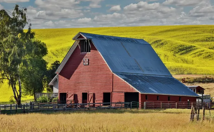 Framed Print : USA, Washington State, Palouse. Canola field and red barn. (Editorial Use Only)